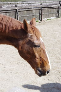 Horse in ranch