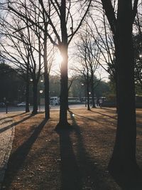 Sun shining through bare trees