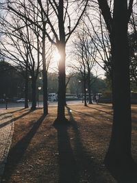 Sun shining through bare trees