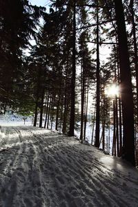 Trees in forest during winter