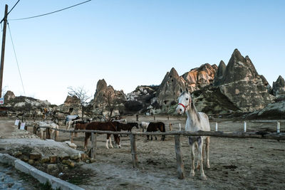 Panoramic shot of horses and rock formation standing on land against clear sky