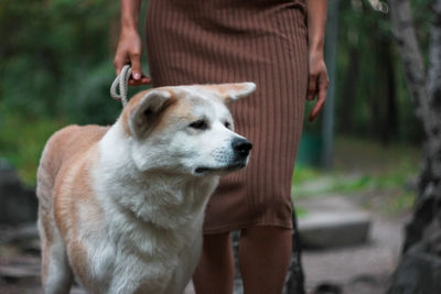 Japanese dog akita inu portrait with young woman outdoors