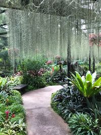 Plants and trees in park