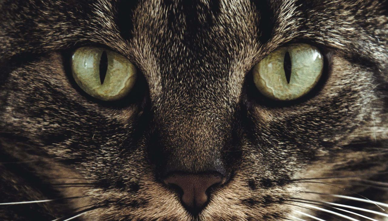 cat, animal eye, domestic cat, full frame, pets, portrait, close-up, whisker, animal head, backgrounds, feline, mammal, animal body part, staring, extreme close-up, detail, extreme close up, part of, no people, alertness, day, selective focus, snout, nature, focus on foreground