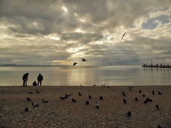 Seagulls flying over sea against sky