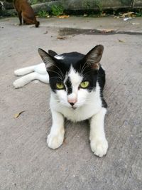 Portrait of cat sitting outdoors