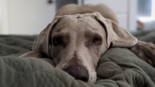 Close-up portrait of dog relaxing on bed