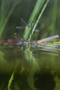 The white-legged damselfly mating on the river surface