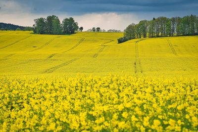 Scenic view of oilseed rape field against sky