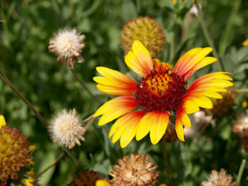 Close-up of bee on yellow flower