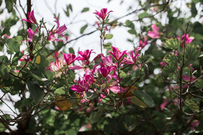 Close-up of pink flowering plant