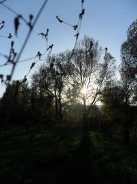 Scenic view of grassy field against sky at sunset