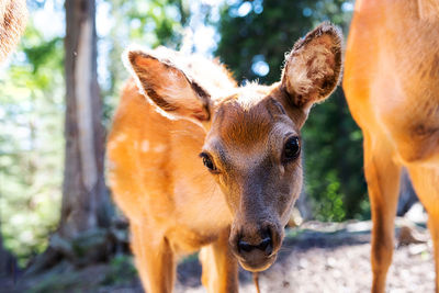 Curious fawn looks at camera. cute little spotted deer portrait.