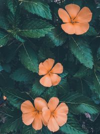 High angle view of orange flowering plant