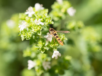 Close-up of bee pollinating on flower