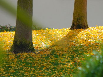 Close-up of yellow flowers growing on field