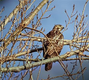 Low angle view of eagle perching on tree against sky