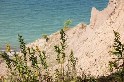 Tall grass by the shore