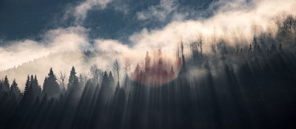 Forest against sky