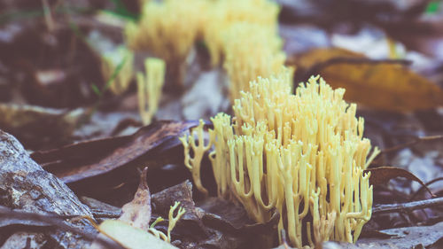 Close-up of yellow mushroom growing outdoors
