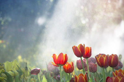 Close-up of tulips against cloudy sky