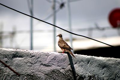 Close-up of bird perching on a house