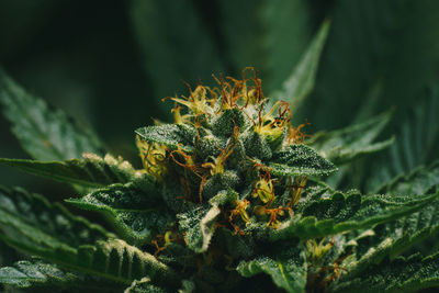 Close-up of marihuana plant growing outdoors