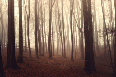 Trees in forest during sunset