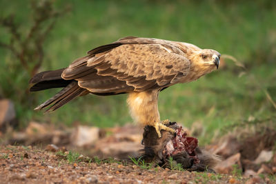 Tawny eagle stands on kill watching camera