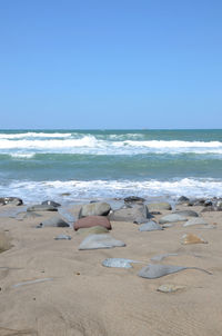 Scenic view of beach against clear blue sky
