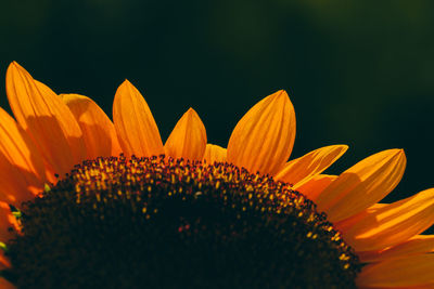 Close-up of sunflower