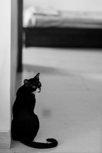 Black cat looking away while sitting on floor at home