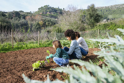 Family planting lettuce seedlings in vegetable garden