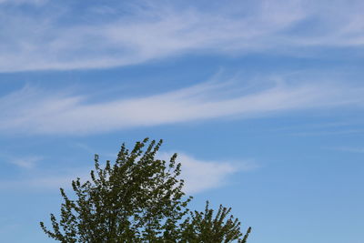 Low angle view of trees against blue sky