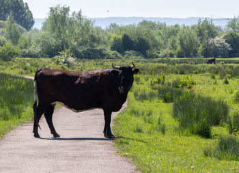 Horse in a field