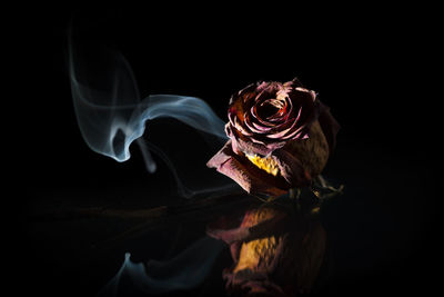 Dried red rose on glass plate in spot light in front of black background with smoke banner.