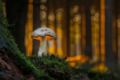 Close-up of mushroom growing in forest during sunset