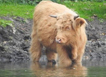 Lion standing in a water