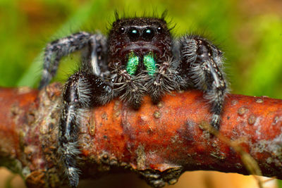 Close-up of spider