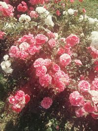 Close-up of pink flowers