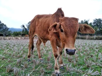 Cow standing on field against sky