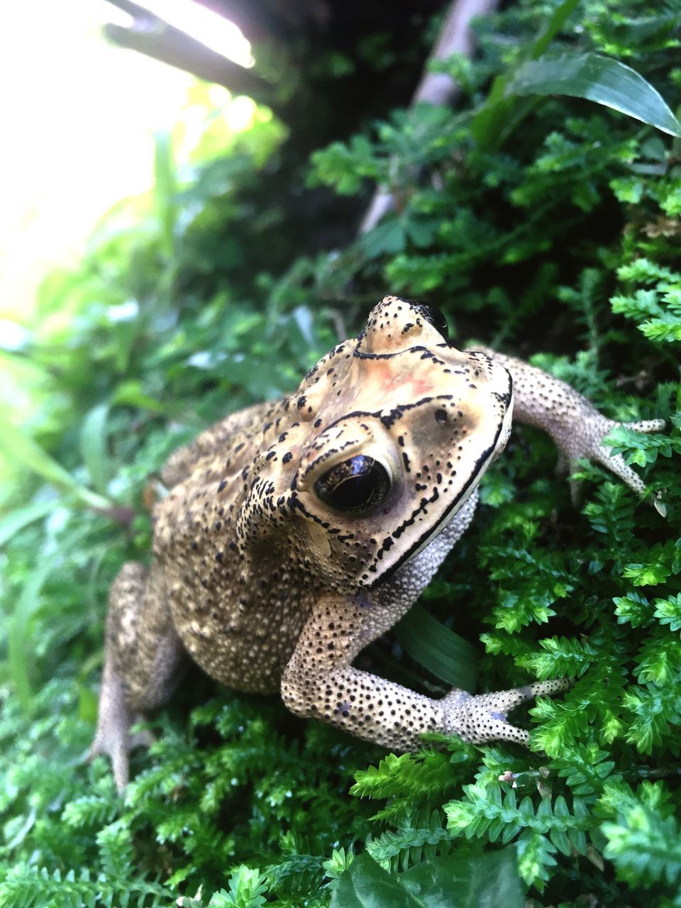 close-up, focus on foreground, green color, plant, nature, outdoors, growth, day, no people, beauty in nature, animal markings, selective focus, green, natural pattern, animal head, animal body part