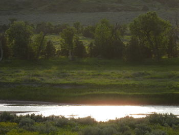 Scenic view of lake by trees in forest