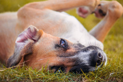 Close-up of dog lying on field