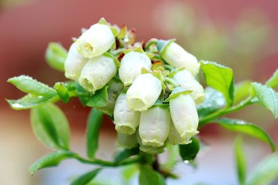 Close-up of plant