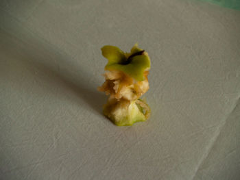 High angle view of white flower