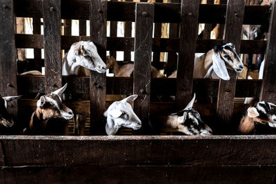 View of horse in stable