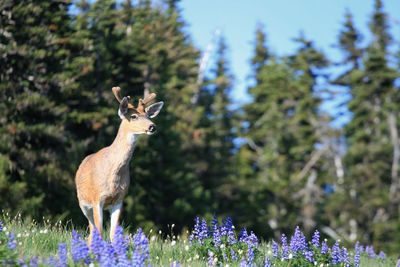 Roosevelt elk or deer on grass meadow with purple flower at hurricane ridge in olympic national park