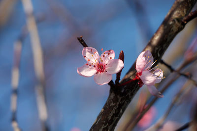 Sakura,cherry blossom