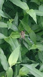 Close-up of spider on web